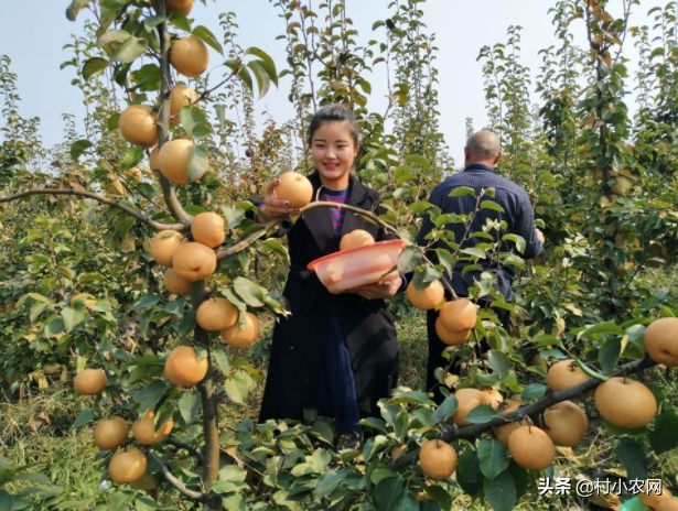 农业种植致富小项目有哪些_农业致富好项目种植_农村致富新项目种植业