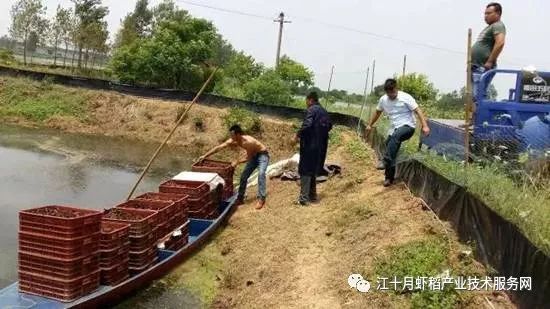 养殖人工田螺技术视频_田螺人工养殖技术_养殖人工田螺技术规范