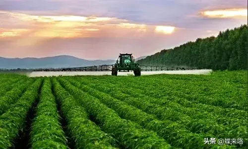 农村致富项目种植业_农村致富新项目种植业_农业种植致富小项目有哪些