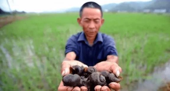 福寿螺为啥不能吃？福寿螺入侵我国52年，农民为何对其深恶痛绝？