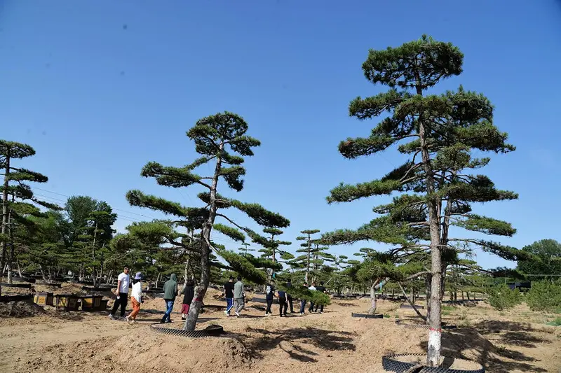 文冠果种植致富_文冠果种植技术视频_种植文冠果树前景如何