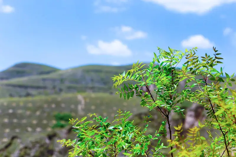 种植文冠果树前景如何_文冠果种植技术视频_文冠果种植致富