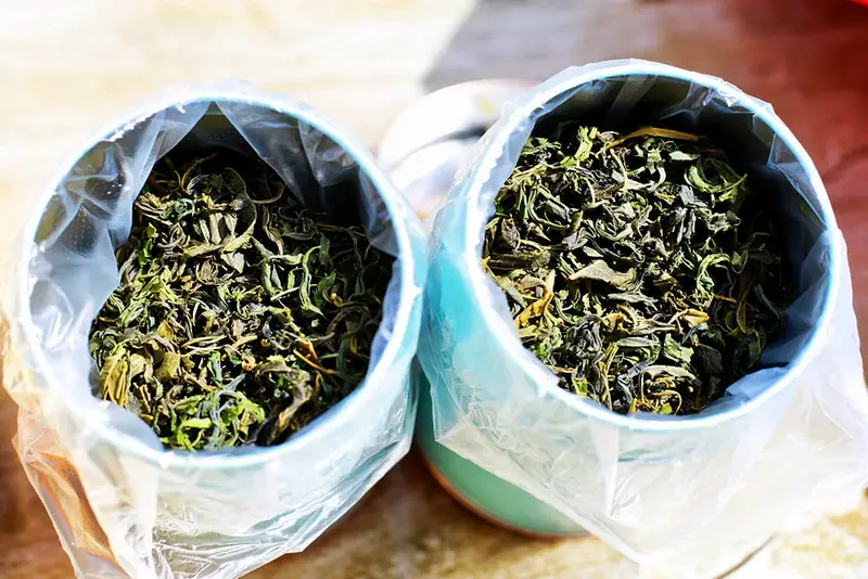 文冠果种植技术视频_种植文冠果树前景如何_文冠果种植致富