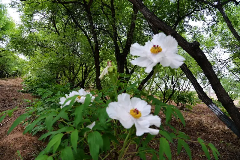 种植文冠果树前景如何_文冠果种植致富_文冠果种植技术视频