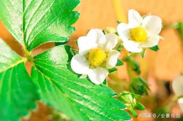 草莓种植技术与管_种植草莓的管理方法_草莓种植技术日常管理