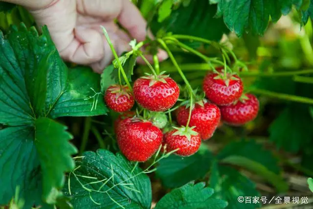 种植草莓的管理方法_草莓种植技术与管_草莓种植技术日常管理