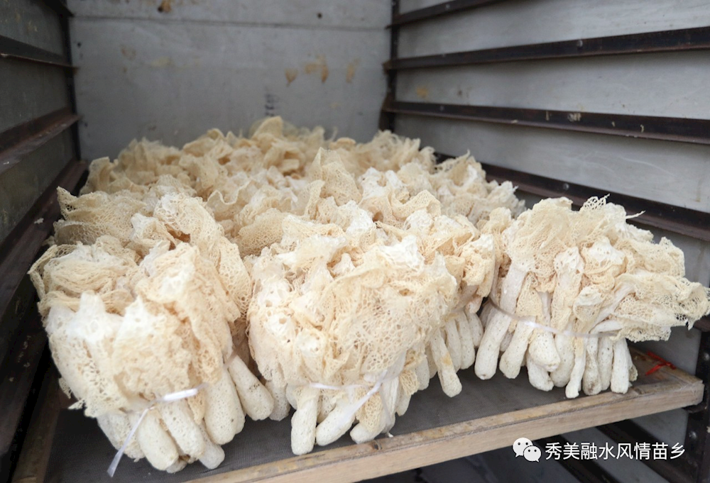 致富伞种植工作_致富种植视频全集_致富伞种植工作内容