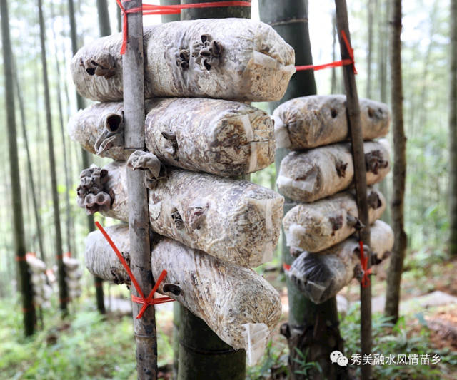 致富伞种植工作内容_致富伞种植工作_致富种植视频全集