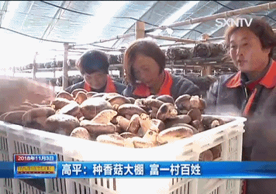 致富种植视频全集_致富伞种植工作内容_致富伞种植工作
