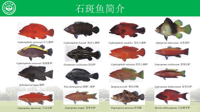 淡水石斑鱼养殖成本和利润_淡水石斑鱼养殖条件_石斑鱼淡水养殖技术