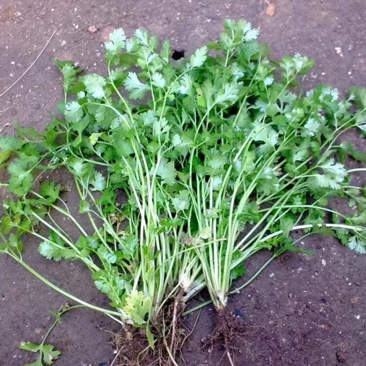 农村致富项目种植业_农业种植致富小项目有哪些_农业致富好项目种植