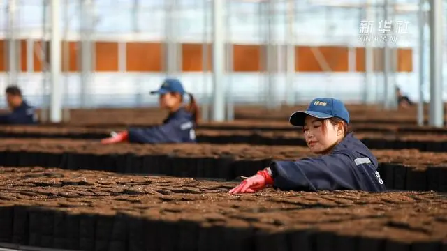 种植文冠果的国家政策_文冠果种植致富_文冠果种植技术视频