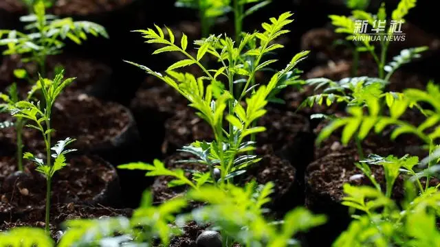 种植文冠果的国家政策_文冠果种植致富_文冠果种植技术视频