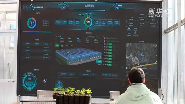 种植文冠果的国家政策_文冠果种植技术视频_文冠果种植致富