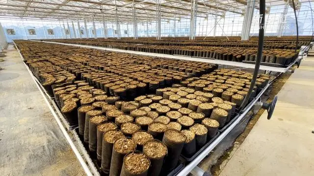 种植文冠果的国家政策_文冠果种植技术视频_文冠果种植致富