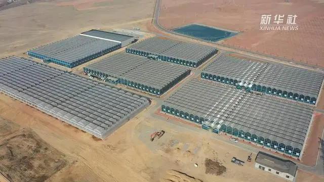 文冠果种植致富_文冠果种植技术视频_种植文冠果的国家政策