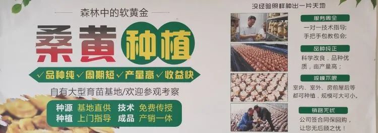种植致富20个好项目_致富经种植项目_致富种植项目名称