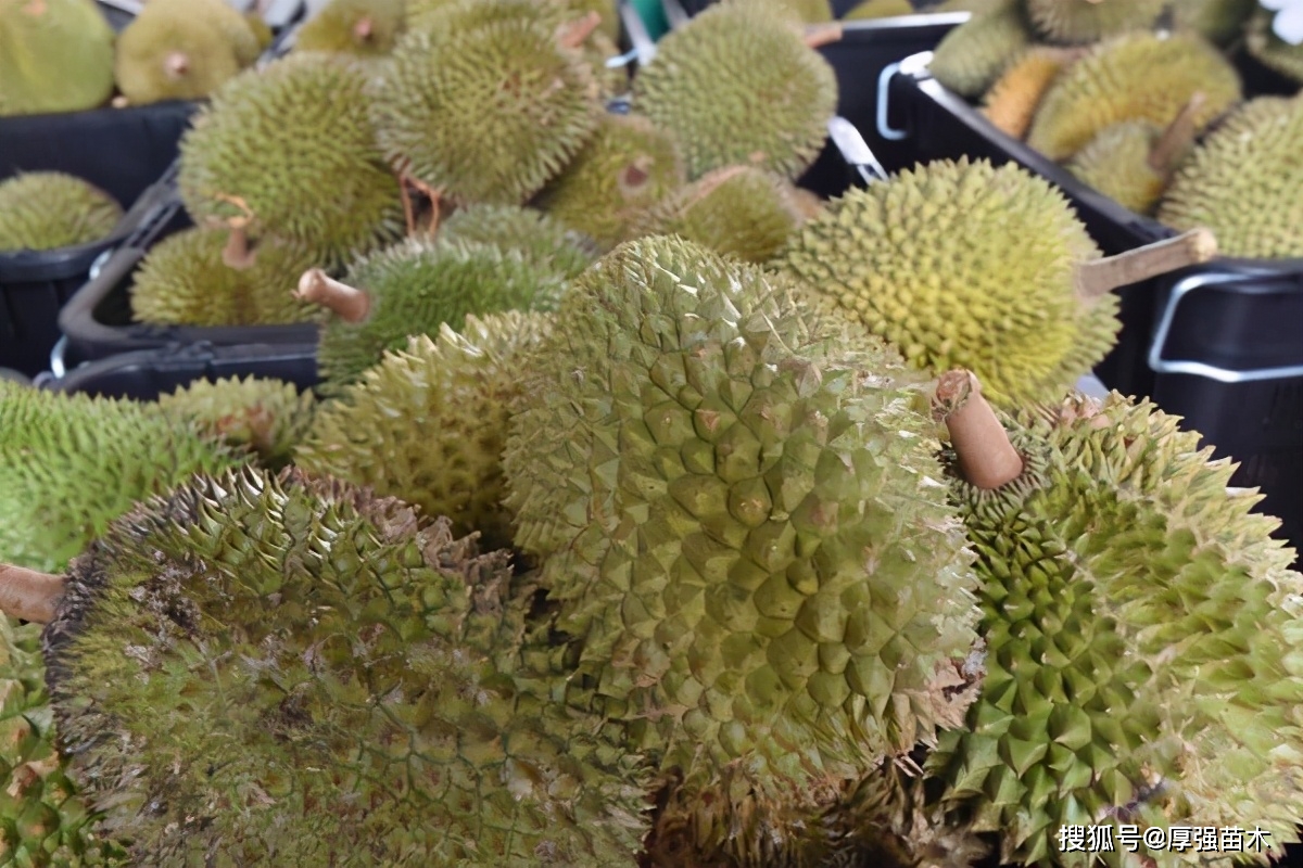 种植榴莲技术要点_种植榴莲技术视频_榴莲种植技术