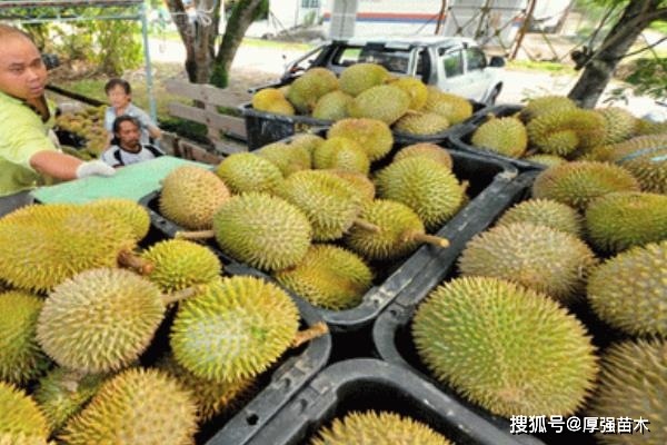 种植榴莲技术要点_种植榴莲技术视频_榴莲种植技术