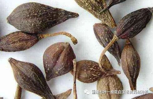 蛇床子价格多少钱一斤_致富经蛇床子_蛇床子产量和收益