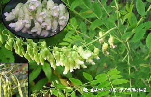 蛇床子产量和收益_蛇床子价格多少钱一斤_致富经蛇床子