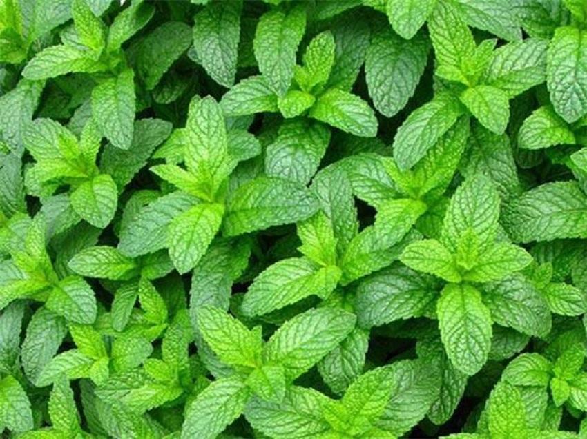 种植什么香料致富_香料致富种植技术视频_香料种植前景