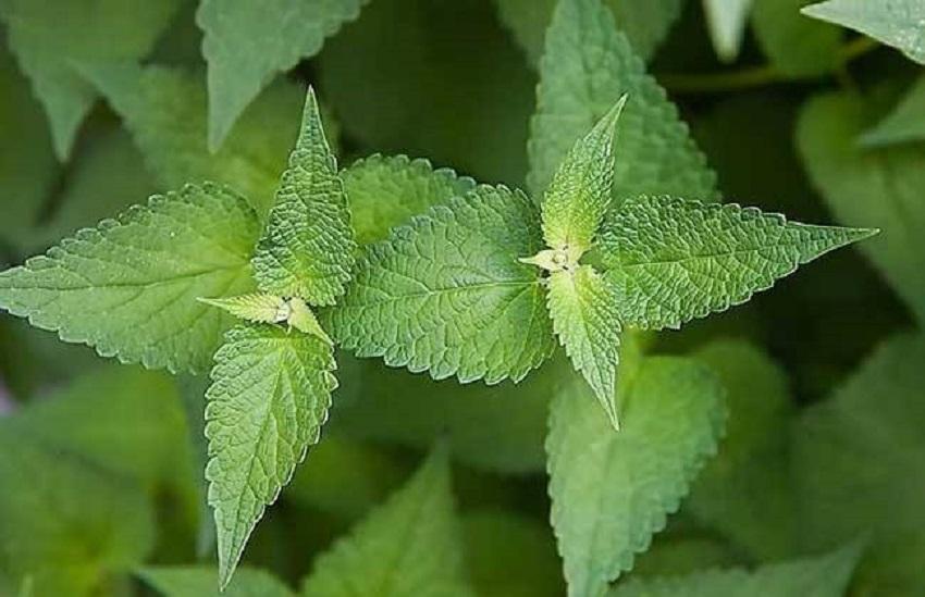 种植什么香料致富_香料致富种植技术视频_香料种植前景