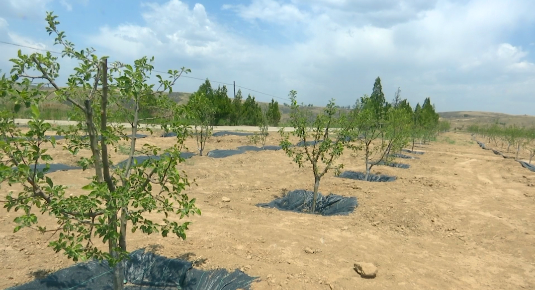 致富经种植项目_种植致富20个好项目_致富种植项目有哪些