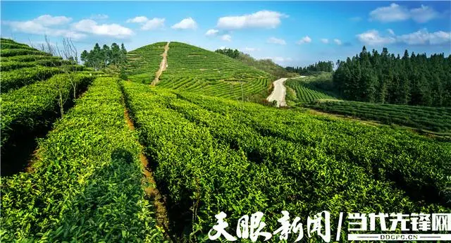 脱贫致富种植黄金奈李挂果_种植 脱贫致富_种植脱贫致富的故事