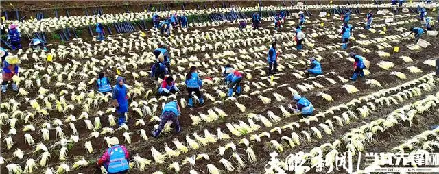 脱贫致富种植黄金奈李挂果_种植 脱贫致富_种植脱贫致富的故事