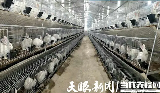 脱贫致富种植黄金奈李挂果_种植脱贫致富的故事_种植 脱贫致富