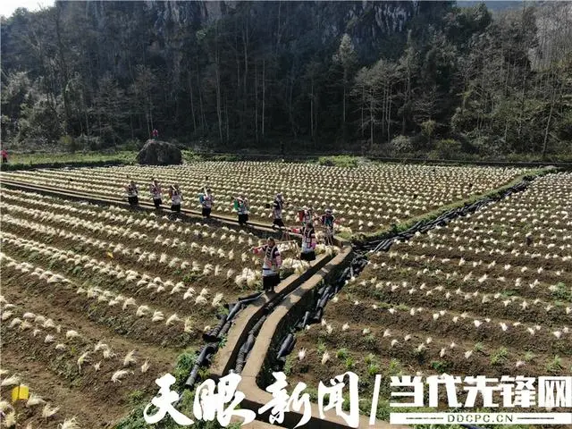 种植脱贫致富的故事_种植 脱贫致富_脱贫致富种植黄金奈李挂果