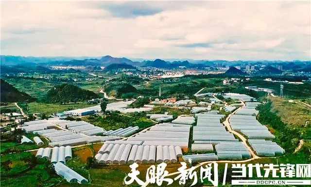 种植 脱贫致富_种植脱贫致富的故事_脱贫致富种植黄金奈李挂果