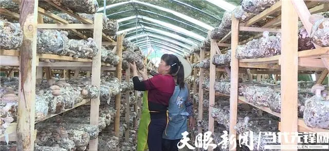 种植脱贫致富的故事_脱贫致富种植黄金奈李挂果_种植 脱贫致富