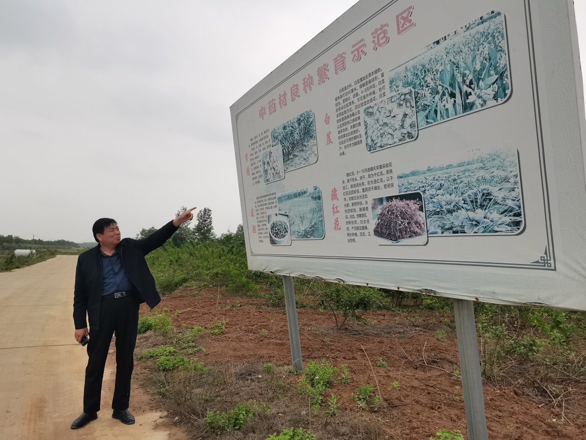 登封市：中草药种植开出致富“良方”