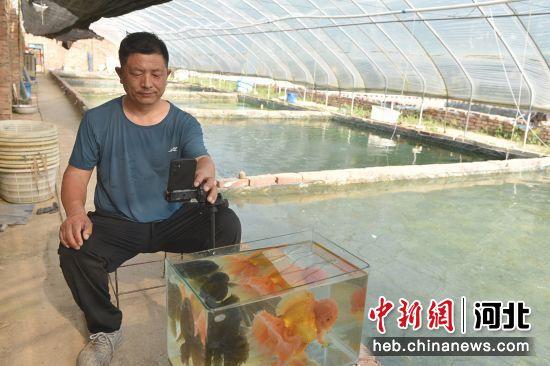 河北景县：小金鱼游出致富路