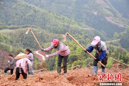 贫困县广西三江高山上种高效油茶 为脱贫“加油”