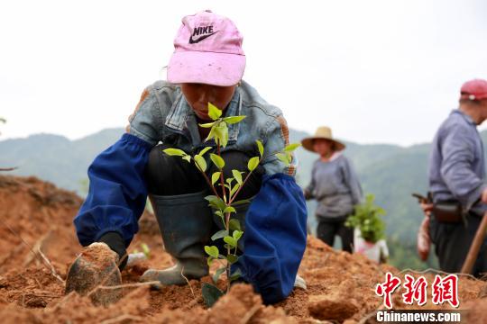 农民正在种植油茶树苗。　朱柳融 摄