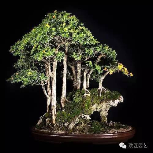 盆景造型中的植物种植方法