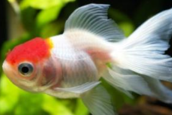 养殖鱼_养殖鱼怎么养殖_鳑鲏鱼的养殖技术