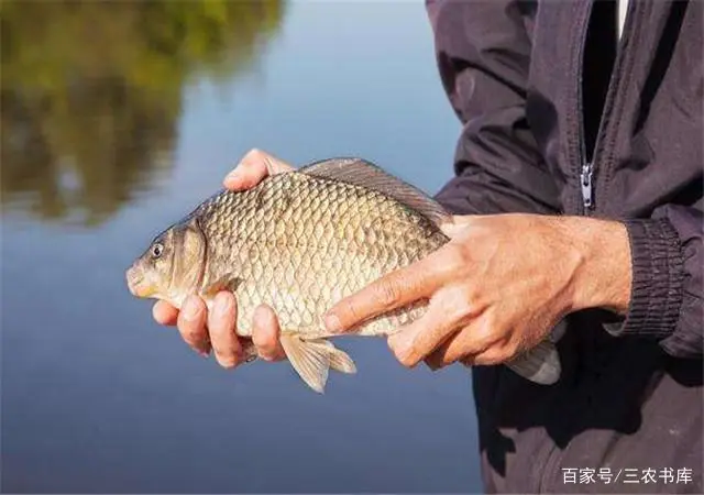 银鲫养殖技术_养殖银鲫技术与管理_养殖银鲫技术要求