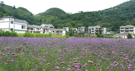 女能人变身村干部　贫困村吃上旅游饭——大方县核桃乡木寨社区党支部书记姚芳带领村民发展乡村旅游走上致富...