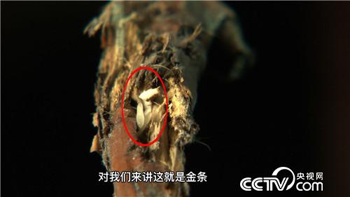 [致富经]10万元“种”虫子 如何卖出6000万 20160810
