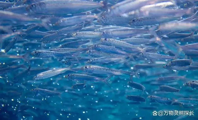 养殖鱼怎么养殖_鳑鲏鱼的养殖技术_养殖鱼技术大全