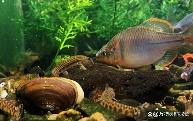 鳑鲏鱼的养殖技术_养殖鱼怎么养殖_养殖鱼技术大全
