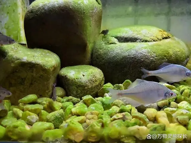 鳑鲏鱼的养殖技术_养殖鱼怎么养殖_养殖鱼技术大全