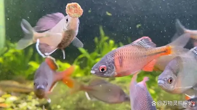 养殖鱼技术大全_养殖鱼怎么养殖_鳑鲏鱼的养殖技术