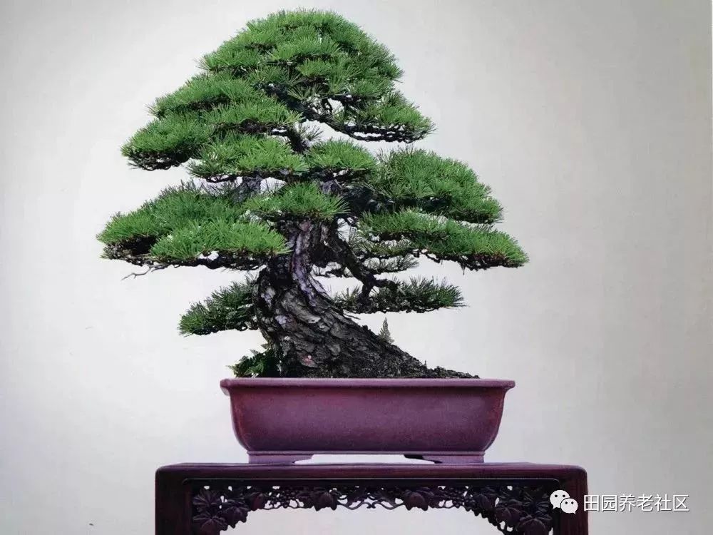 盆景种植技术_种植盆景技术要求_如何种植盆景