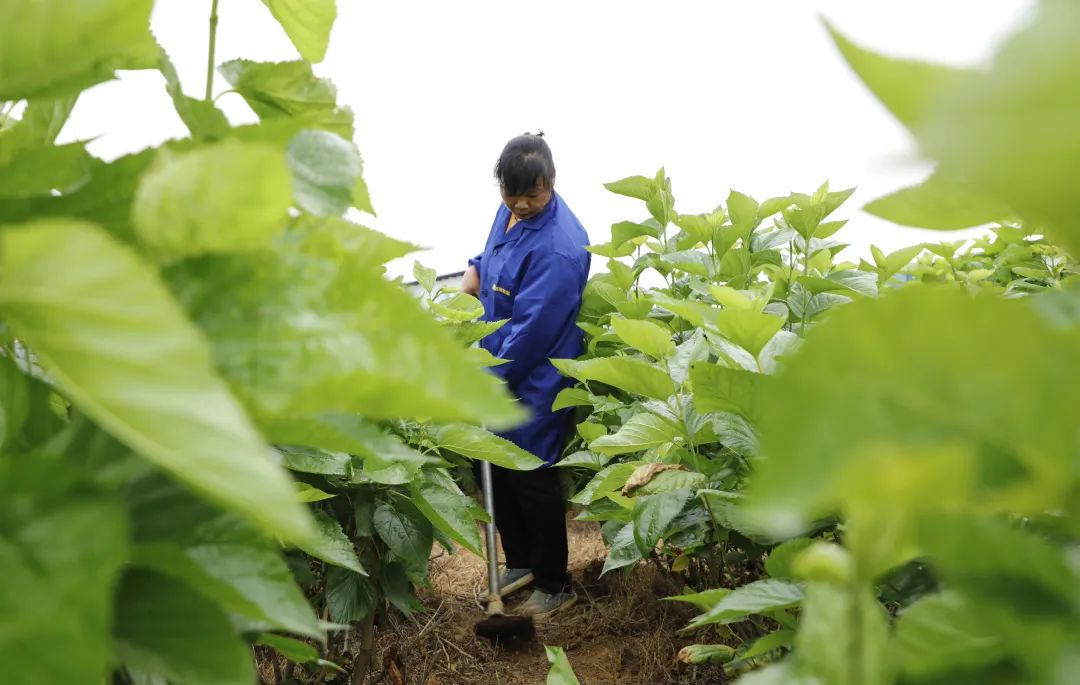 养蚕卖蚕茧可以赚钱吗_致富经养蚕不为卖蚕茧_养蚕致富新出路