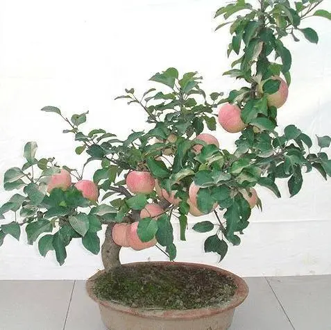 盆景种植技术_种植盆景技术要求_种植盆景技术教程